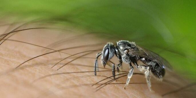 Gigitan serangga boleh menghantar parasit usus