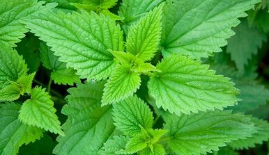 Herba untuk menghapuskan parasit dari badan
