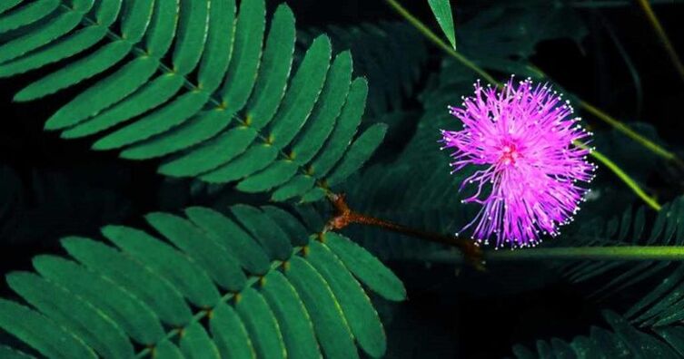 Biji Mimosa Pudica membantu menghilangkan parasit dari badan