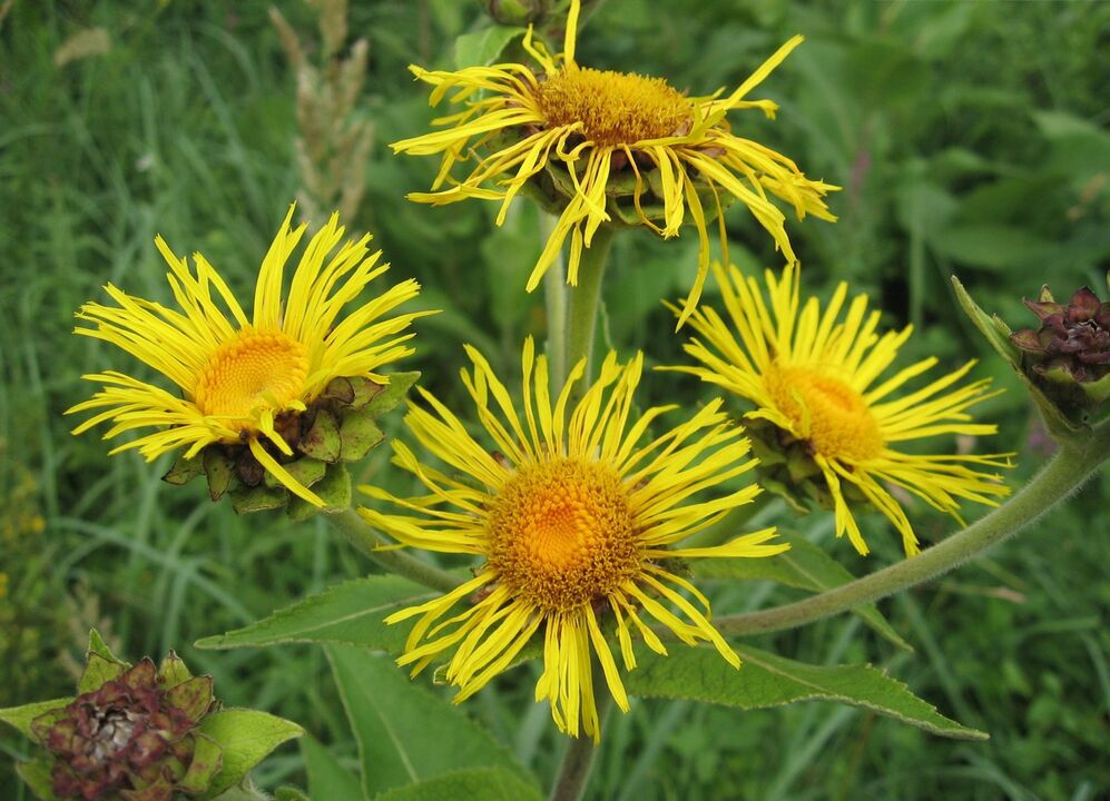 elecampane terhadap parasit