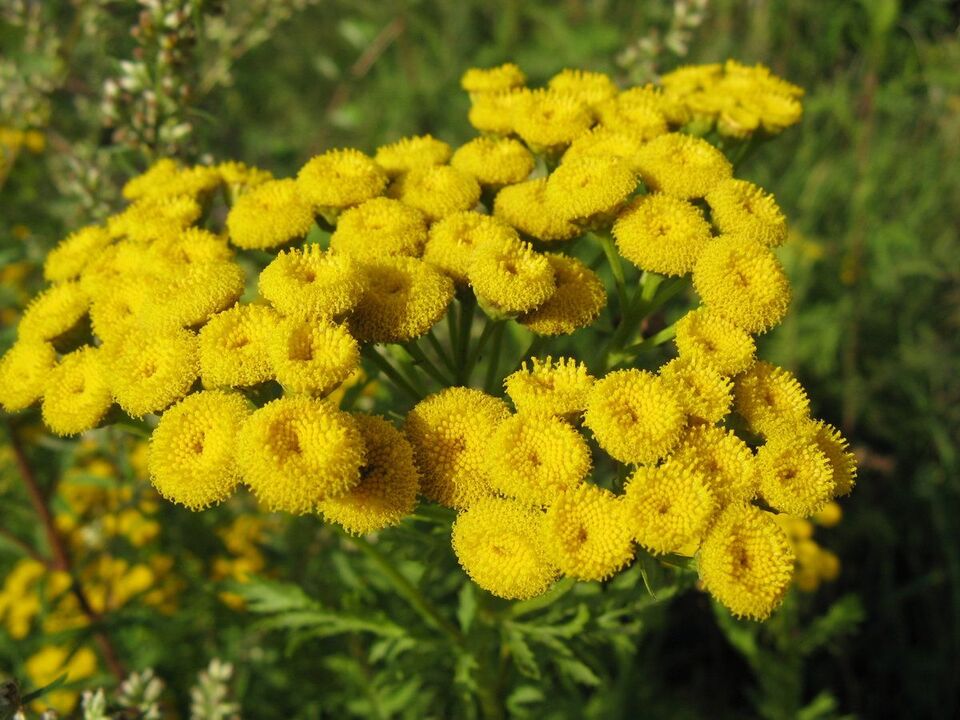 tansy terhadap parasit