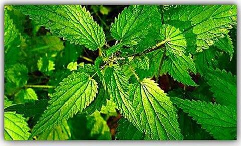 Nettle terhadap parasit